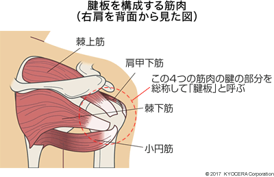 腱板を構成する筋肉（右肩を背面から見た図）