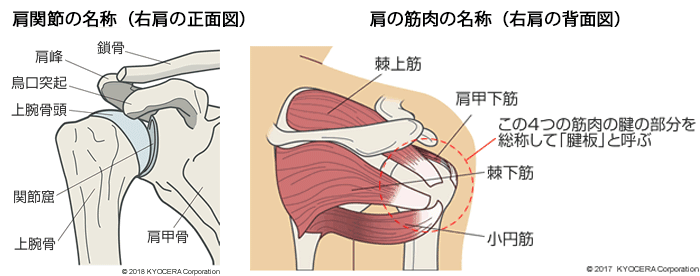 肩関節の名称、肩の筋肉の名称