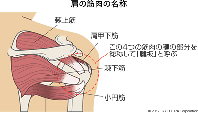 肩の筋肉の名称