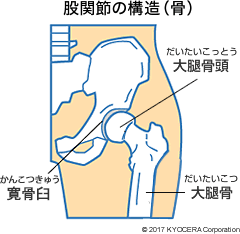 股関節の構造（骨）