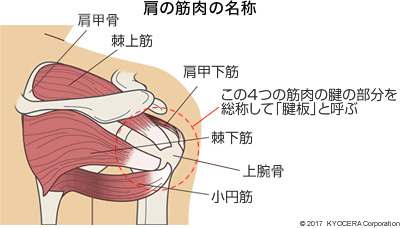 肩の筋肉の名称