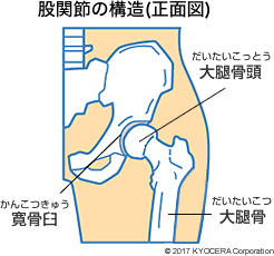 股関節の構造