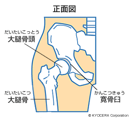 股関節の構造