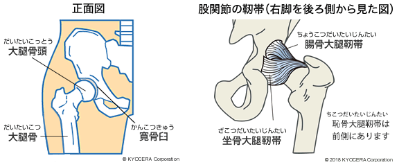 股関節の構造