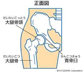 股関節の構造