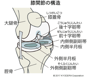 膝関節の構造