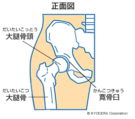 股関節の仕組みと疾患