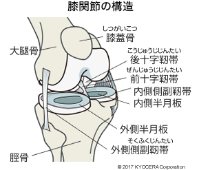 膝関節の仕組みと疾患