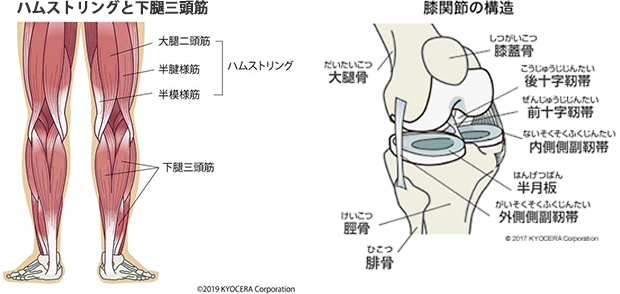 膝関節の構造