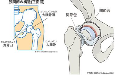 初めに股関節の構造と仕組みについて教えてください。