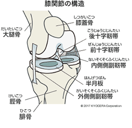【膝関節の構造と疾患】