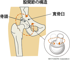 股関節の構造