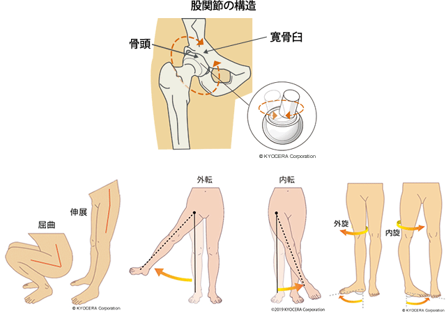 股関節の構造