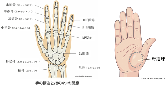 手の構造