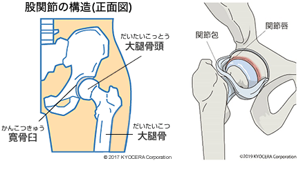 股関節の構造