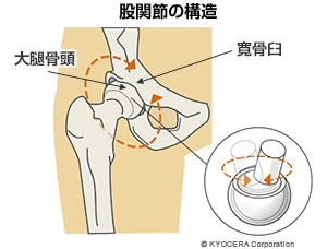 股関節の構造