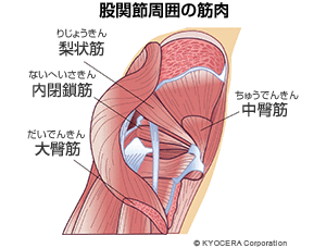 股関節周囲の筋肉