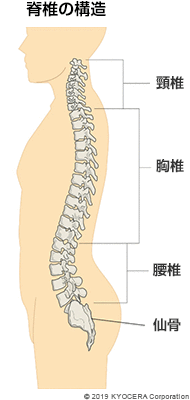 脊椎の構造