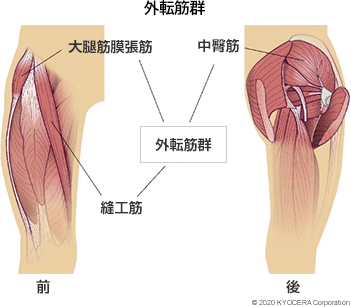 外転筋群