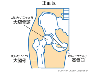 股関節の仕組み 正面図