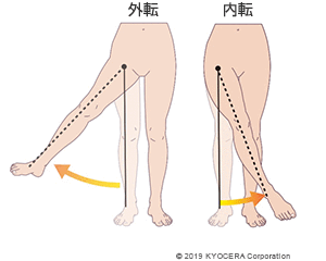 外転 内転