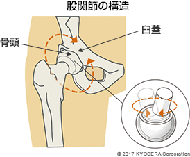 股関節の構造