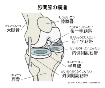 膝関節の構造