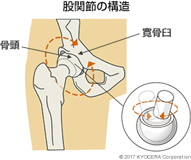 股関節の構造