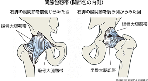 関節包靭帯（関節包の内側） 右脚の股関節を前側からみた図 右脚の股関節を後ろ側からみた図