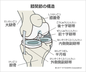 膝関節の構造