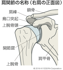 肩関節の名称（右肩の正面図）