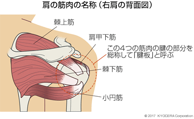 肩の筋肉の名称（右肩の背面図）