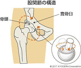 股関節の構造