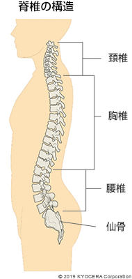 脊椎の構造