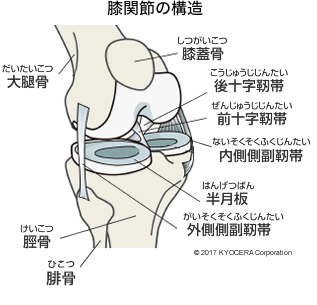 膝関節の構造