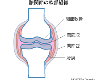 膝関節の軟部組織