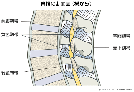 脊椎の断面図（横から）