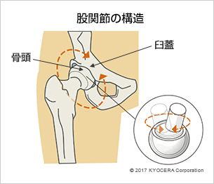 股関節の構造