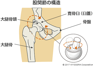 股関節の構造