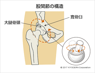 股関節の構造