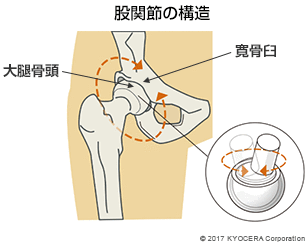 股関節の構造