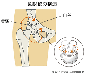 股関節の構造