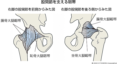 股関節を支える靭帯