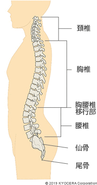 脊椎の構造