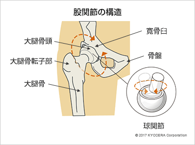 股関節の構造