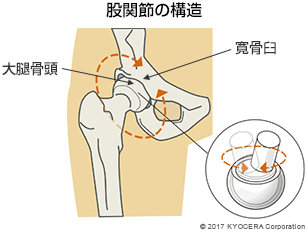 股関節の構造