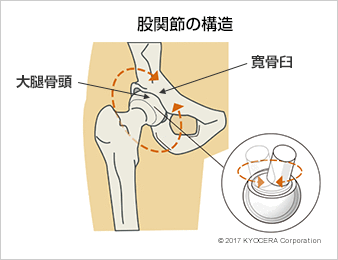 股関節の構造