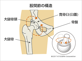 股関節の構造