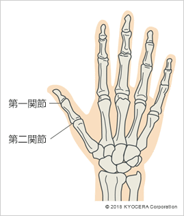 第一関節 第二関節