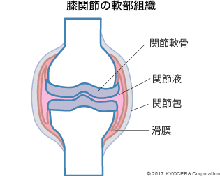 膝関節の軟部組織